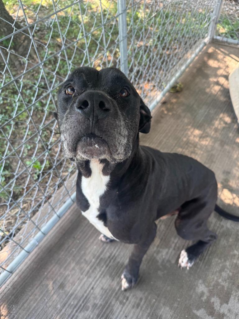 Biggie, a Adoptable mixed breed in Russellville, KY image 3/4