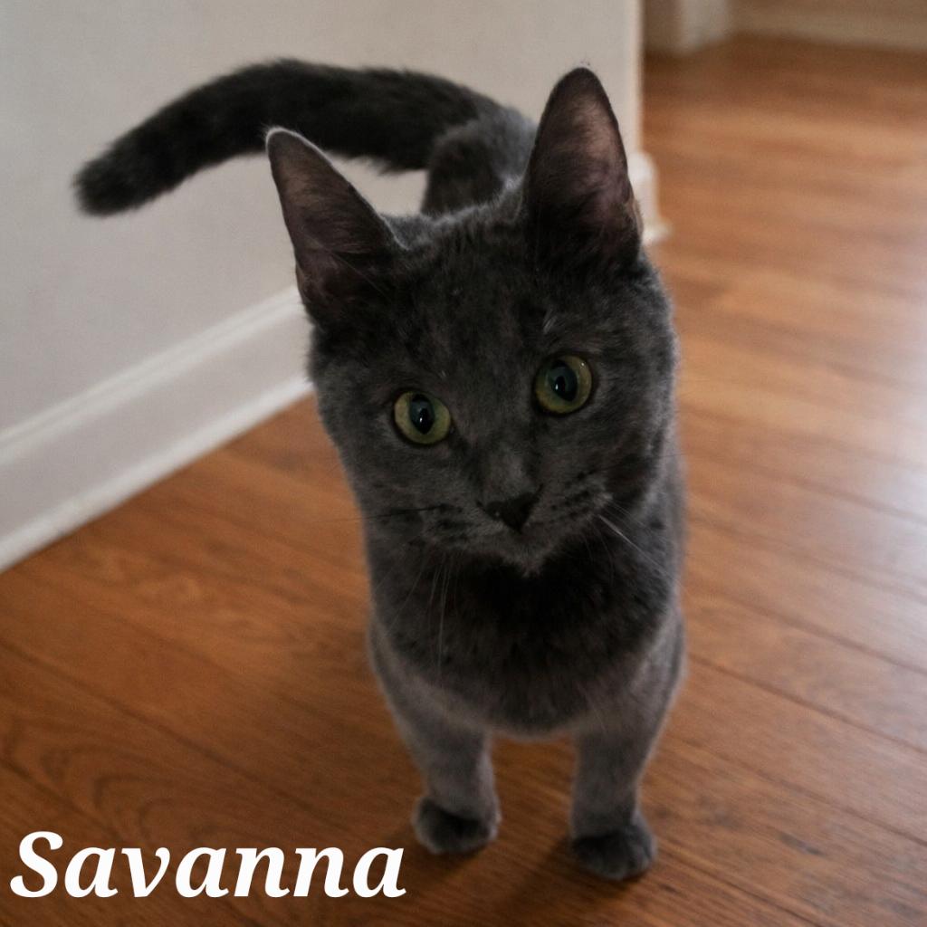 Savanna, ADOPTABLE, Kitten Female Domestic Short Hair.