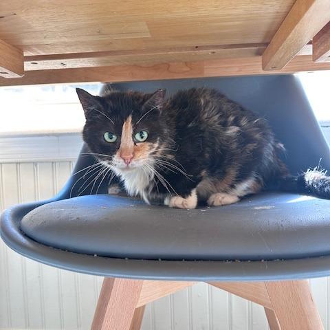 Enlarge Sybil, a Adoptable Domestic Short Hair in Abingdon, MD image 1/5