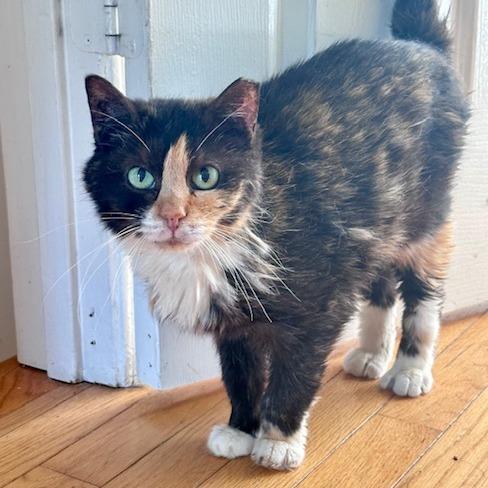 Enlarge Sybil, a Adoptable Domestic Short Hair in Abingdon, MD image 2/5