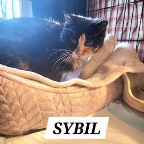 Enlarge Sybil, a Adoptable Domestic Short Hair in Abingdon, MD image 3/5