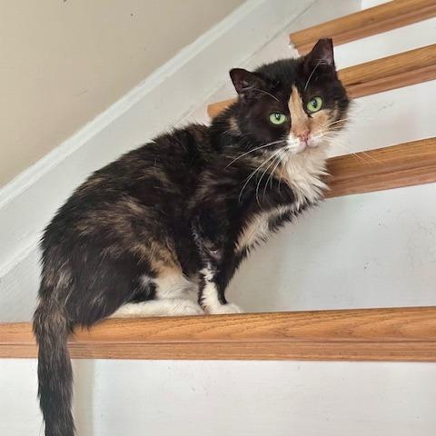 Enlarge Sybil, a Adoptable Domestic Short Hair in Abingdon, MD image 4/5