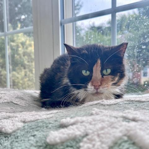 Enlarge Sybil, a Adoptable Domestic Short Hair in Abingdon, MD image 5/5