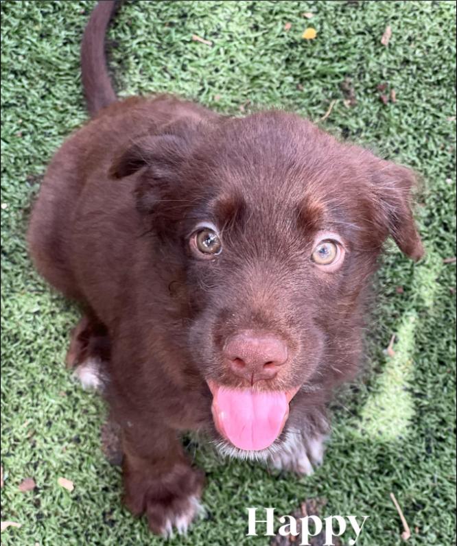 Happy, Adopted, Young Male Australian Shepherd & Labradoodle.