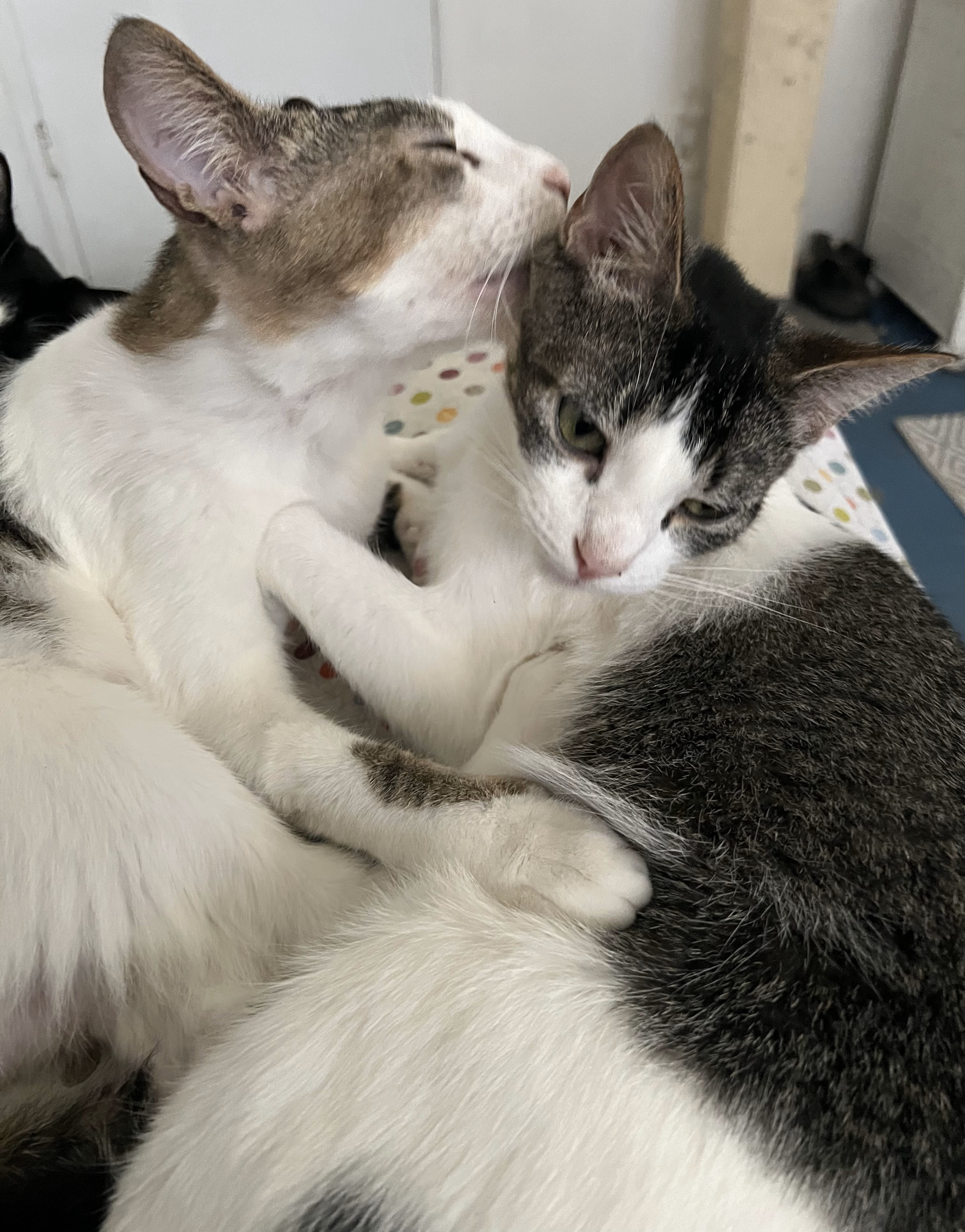 Dream, a Adoptable Domestic Short Hair in Mission Viejo, CA image 2/4