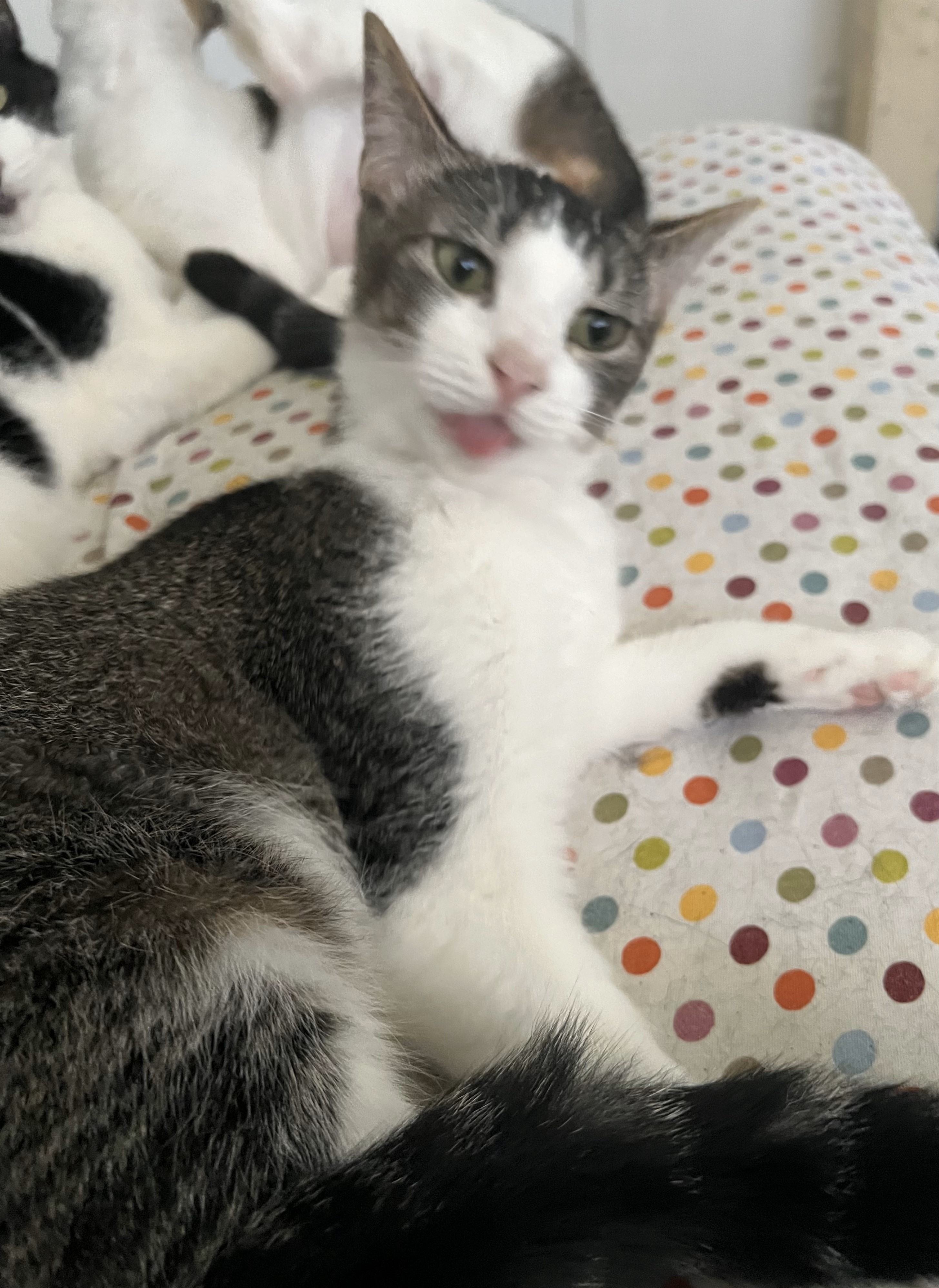 Dream, a Adoptable Domestic Short Hair in Mission Viejo, CA image 3/4