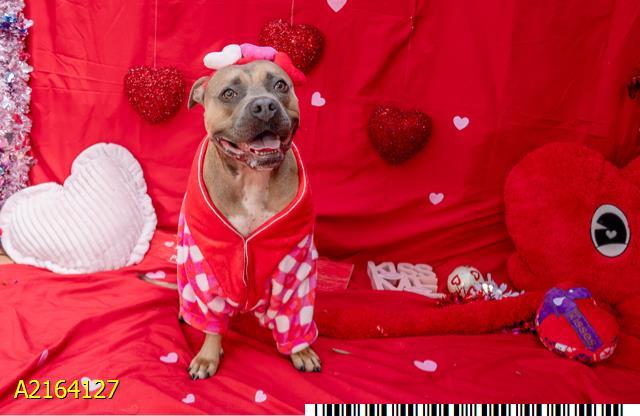 BROWNIE, Adoptable, Adult Male Mixed Breed & Mixed Breed.