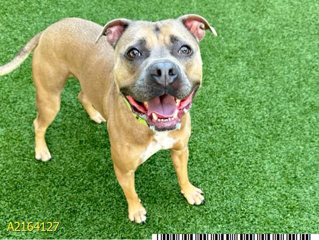 BROWNIE, Adoptable, Adult Male Mixed Breed & Mixed Breed.