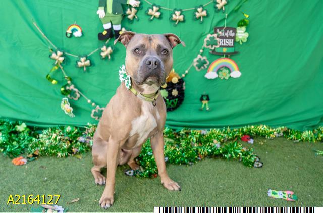 BROWNIE, Adoptable, Adult Male Mixed Breed & Mixed Breed.