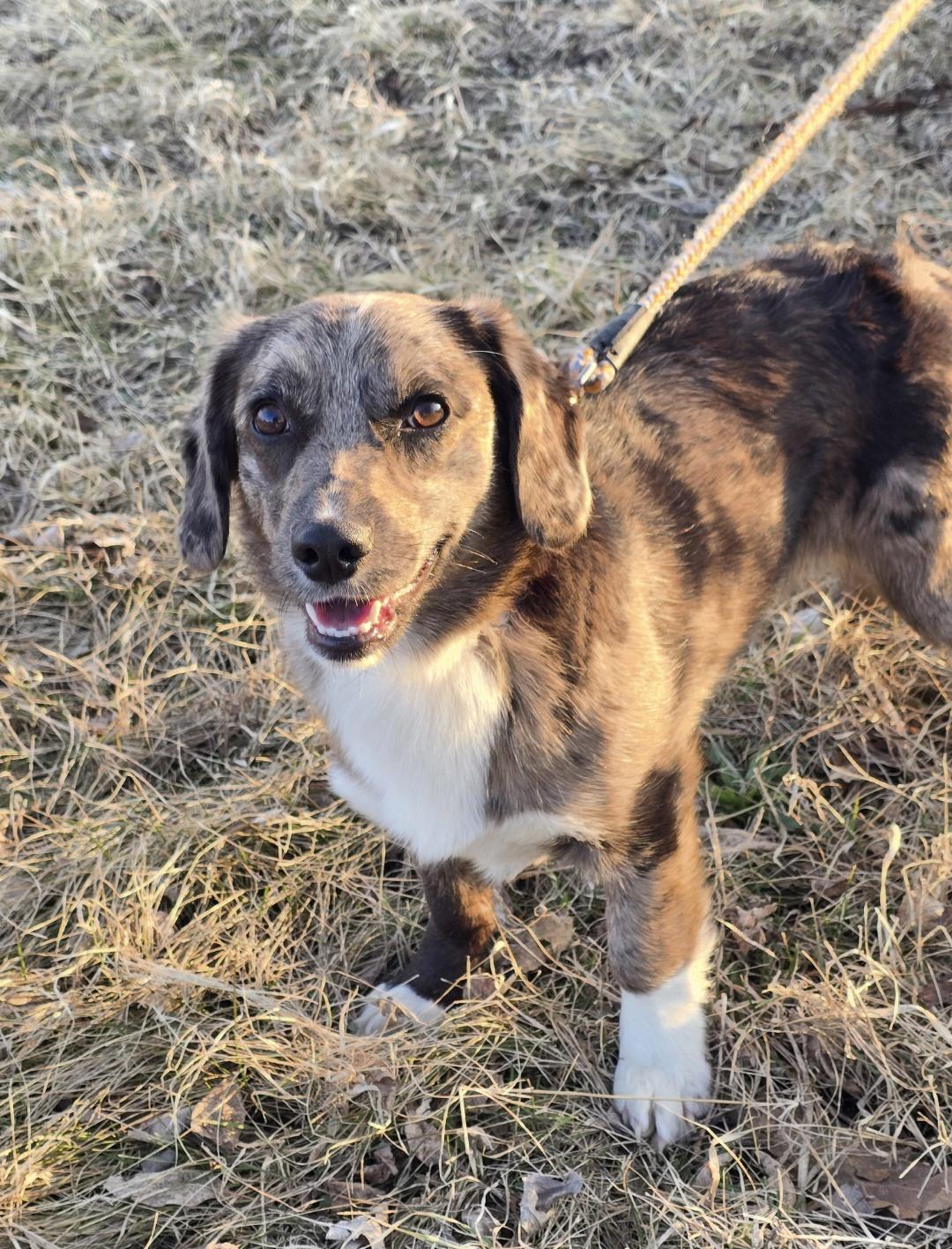 Millie-*applications pending*, ADOPTABLE, Young Female Corgi & Catahoula Leopard Dog.