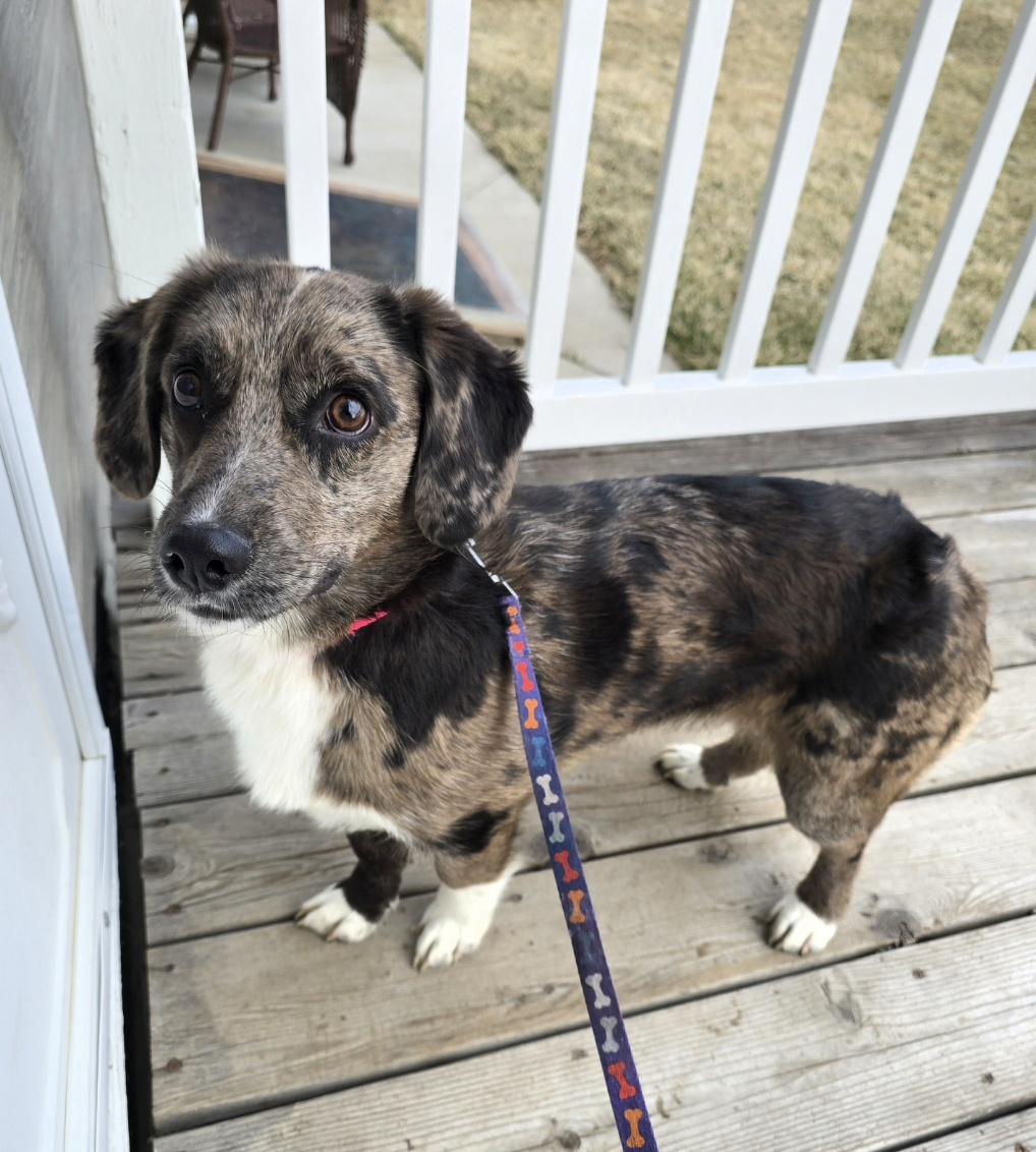 Enlarge Millie-*applications pending*, a ADOPTABLE mixed breed in Jamestown, ND image 5/5
