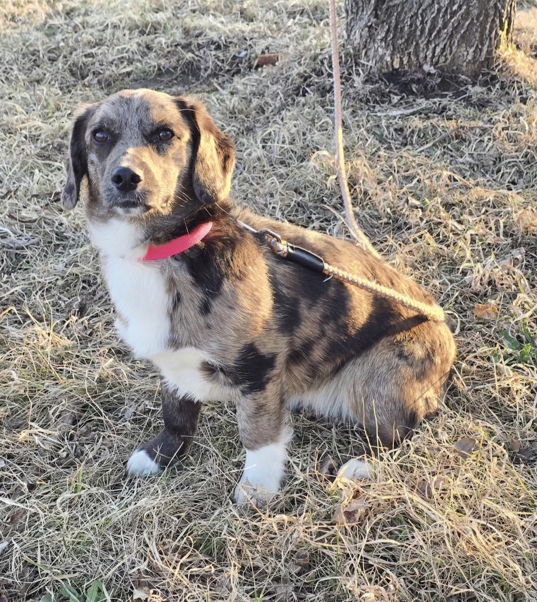 Enlarge Millie-*applications pending*, a ADOPTABLE mixed breed in Jamestown, ND image 4/5