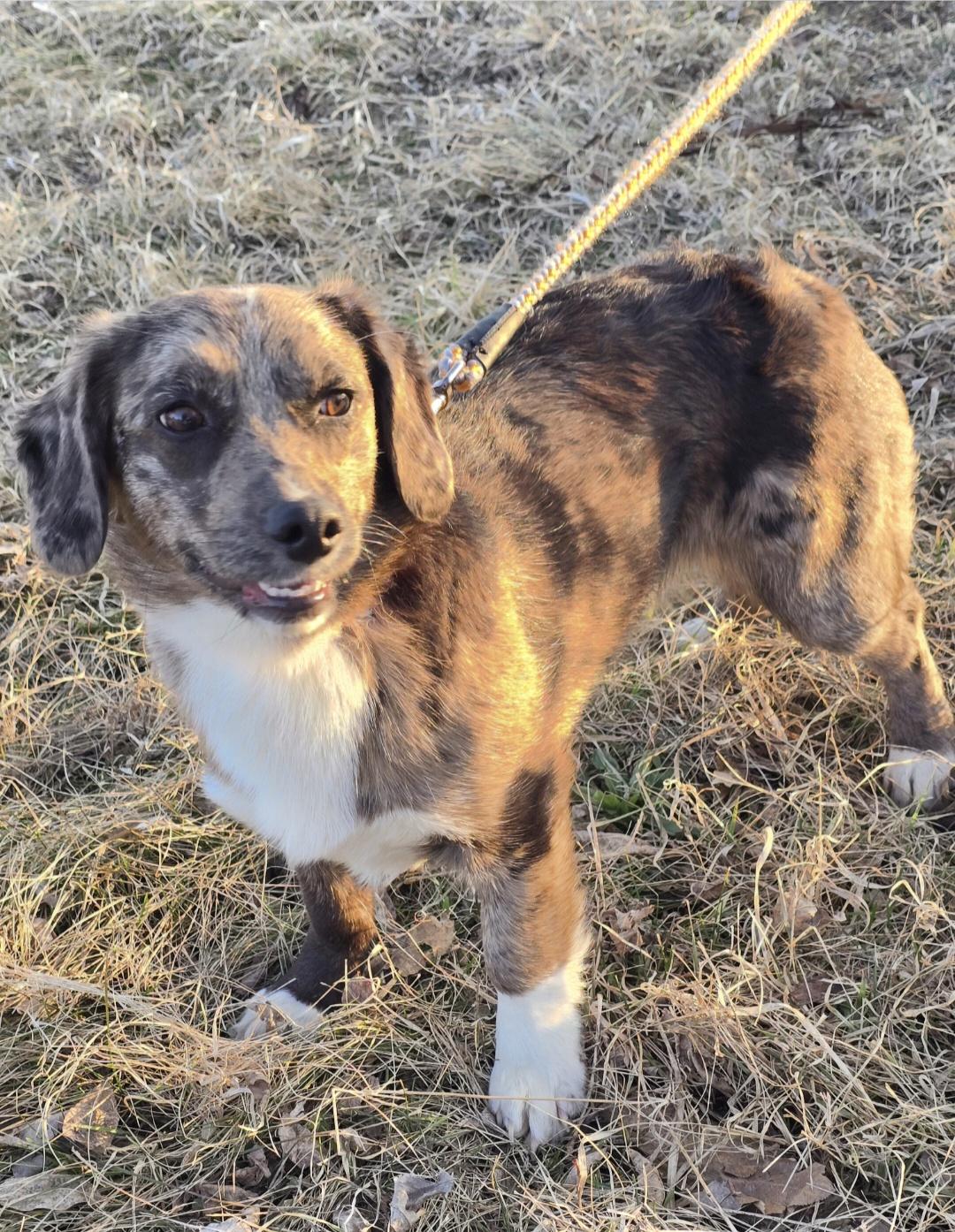 Enlarge Millie-*applications pending*, a ADOPTABLE mixed breed in Jamestown, ND image 3/5