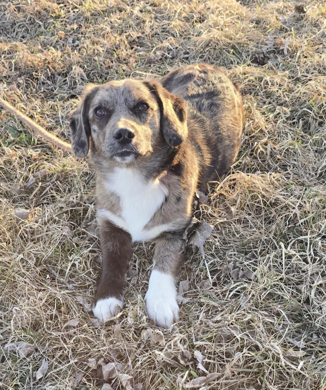 Enlarge Millie-*applications pending*, a ADOPTABLE mixed breed in Jamestown, ND image 2/5