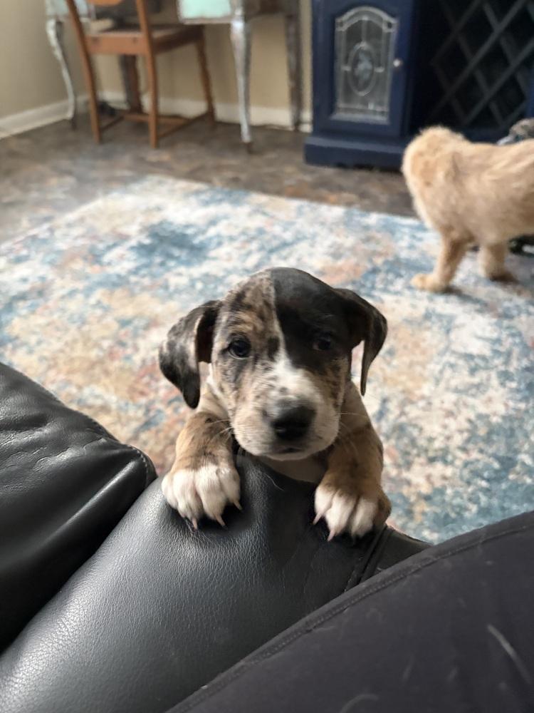 Syrena — thumbnail 2