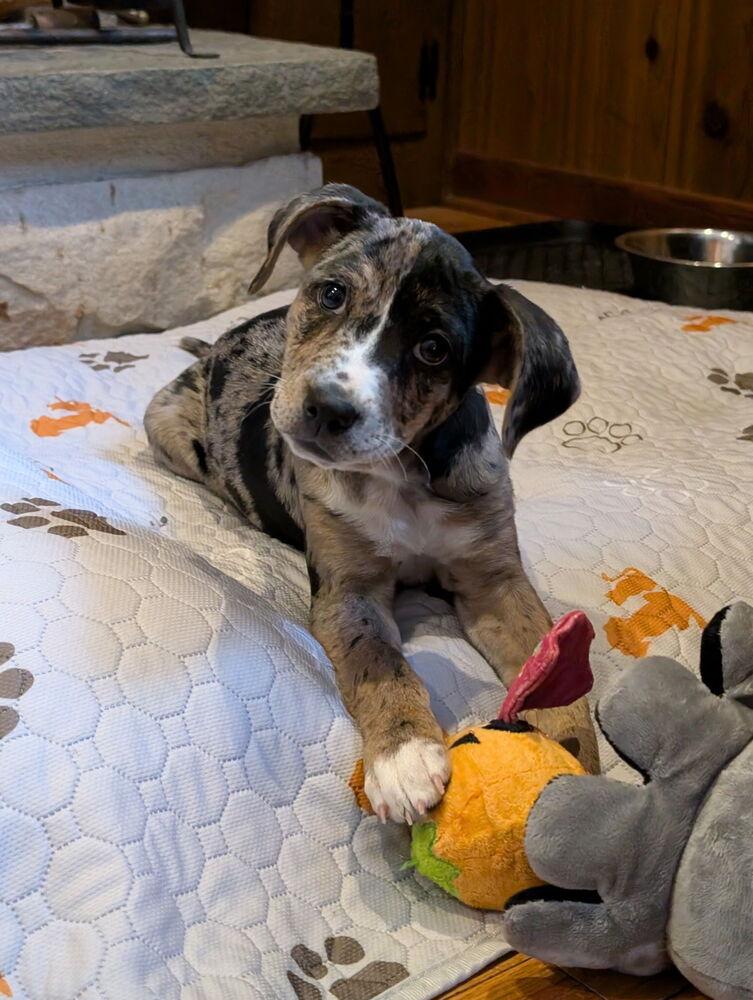 Syrena — thumbnail 3