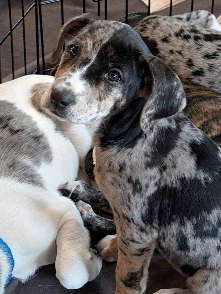 Syrena — thumbnail 5