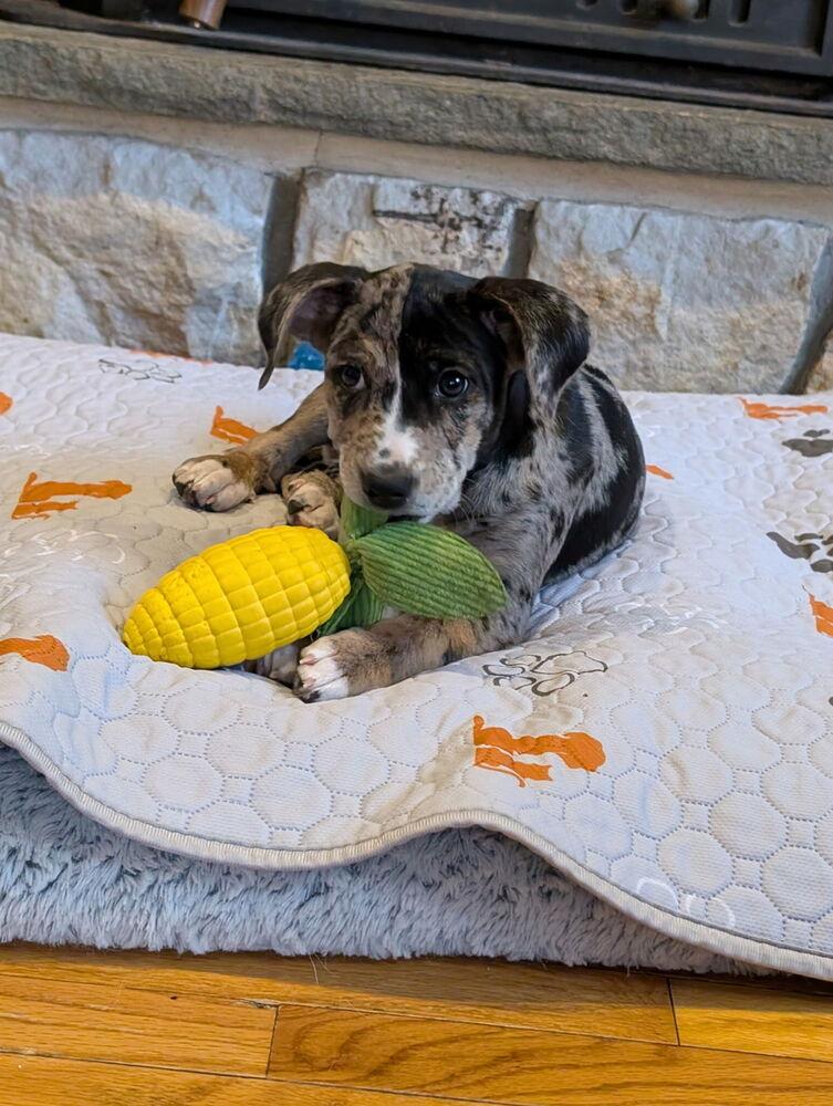 Syrena — thumbnail 6