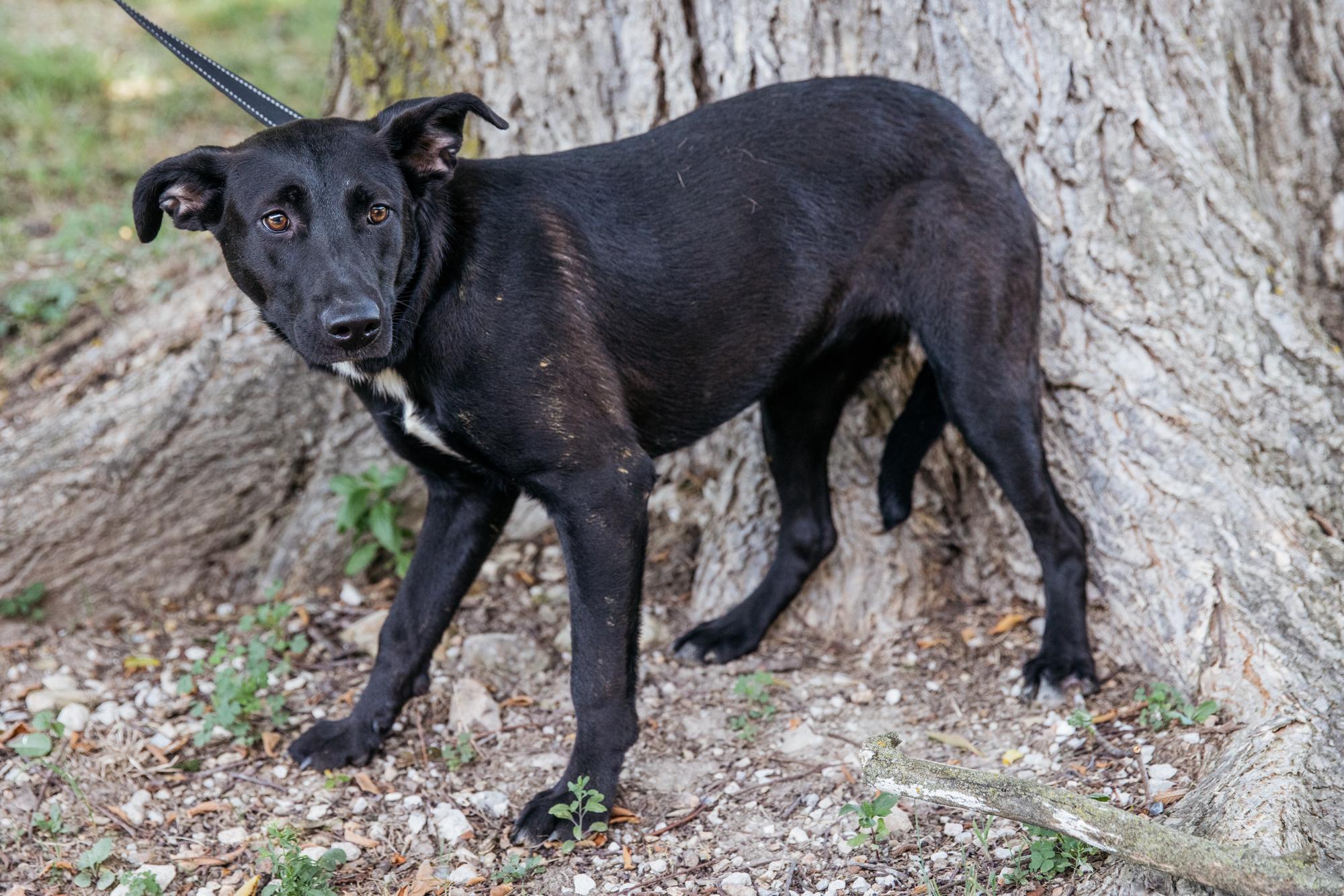 Enlarge Heffalump, a Adoptable mixed breed in Harrison, AR image 1/1