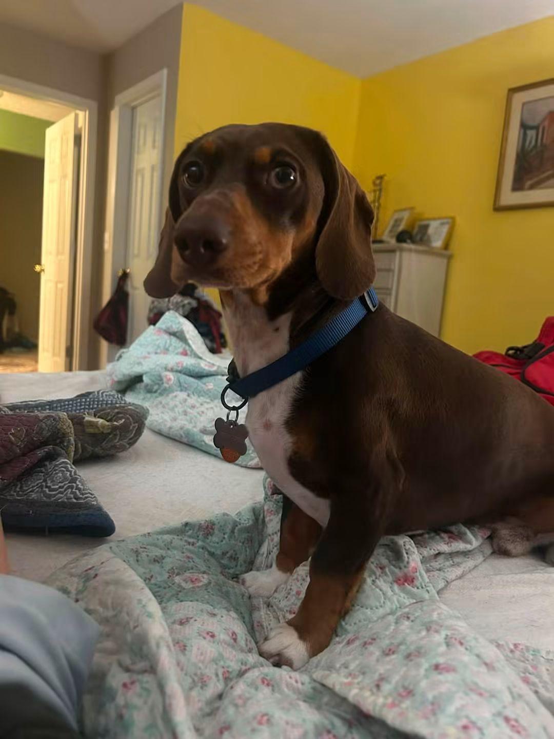 Apollo, adopted, Young Male Dachshund.