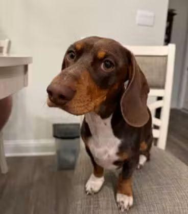 Apollo, an adopted Dachshund in Fort Walton Beach, FL image 3/3
