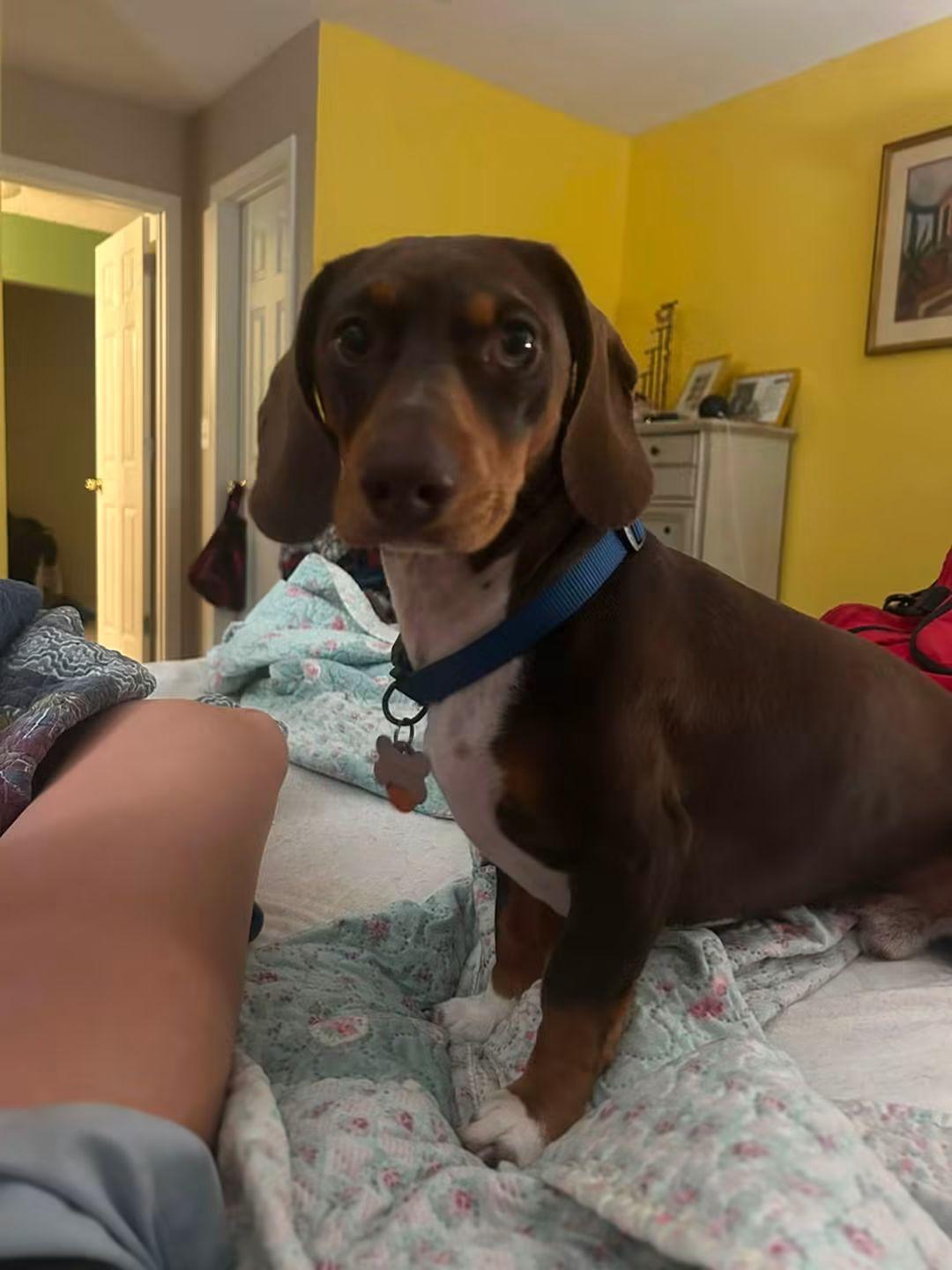 Apollo, an adopted Dachshund in Fort Walton Beach, FL image 2/3