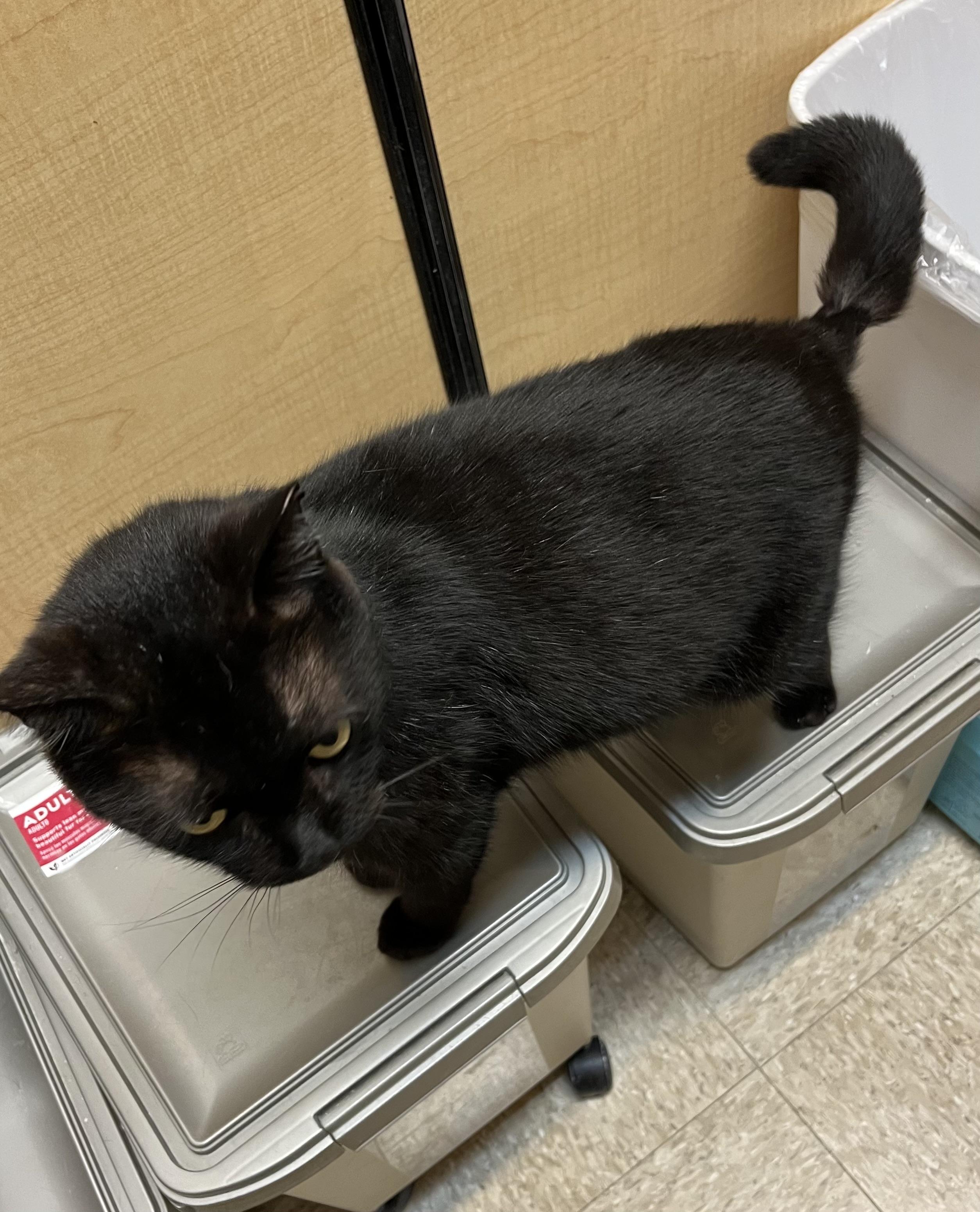 Enlarge Bow Bow, an adopted Bombay in Charlotte, NC image 2/2