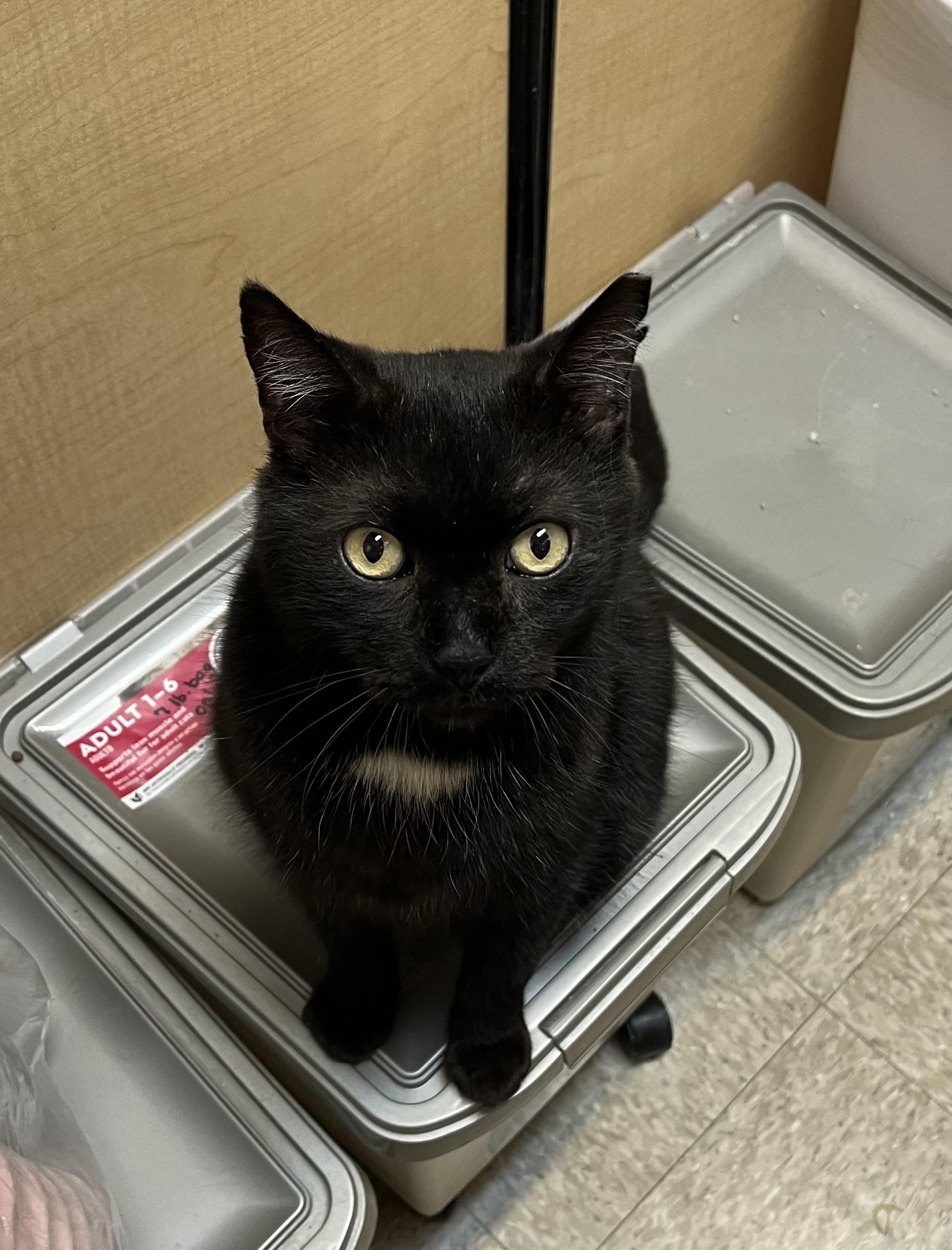 Bow Bow, adopted, Adult Male Bombay.