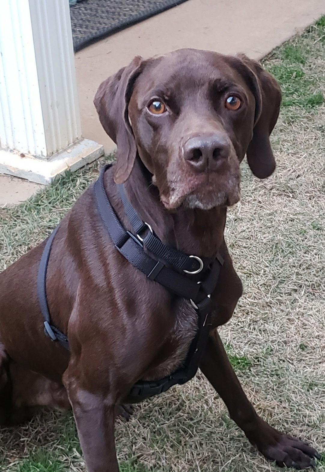 Enlarge Creek (GREAT Family Dog), a ADOPTABLE German Shorthaired Pointer in Newfoundland, PA image 4/6