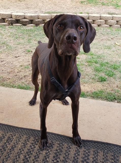 Enlarge Creek (GREAT Family Dog), a ADOPTABLE German Shorthaired Pointer in Newfoundland, PA image 6/6