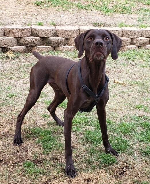 Enlarge Creek (GREAT Family Dog), a ADOPTABLE German Shorthaired Pointer in Newfoundland, PA image 5/6