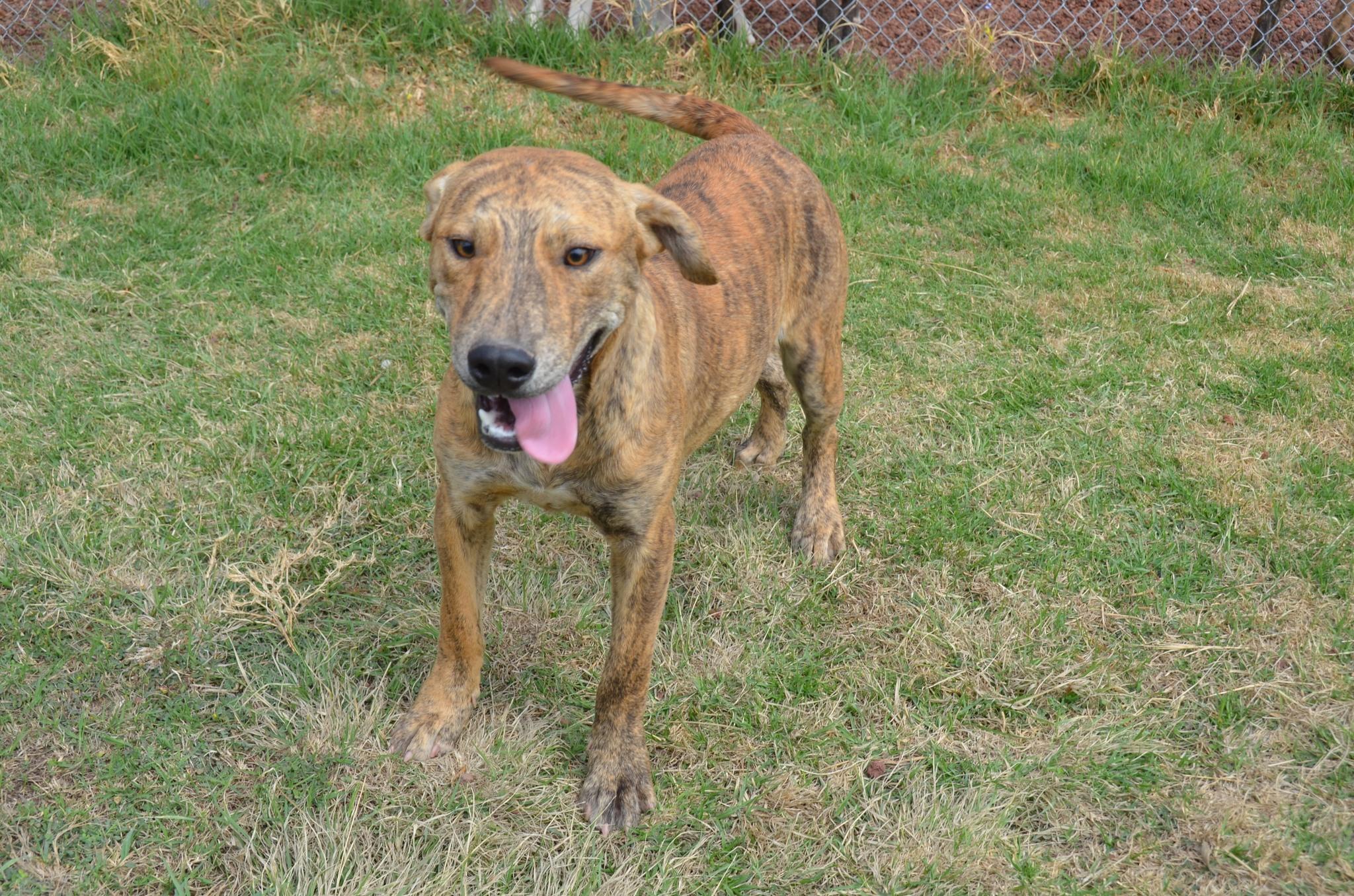 Vladimir, Young Male Mixed Breed