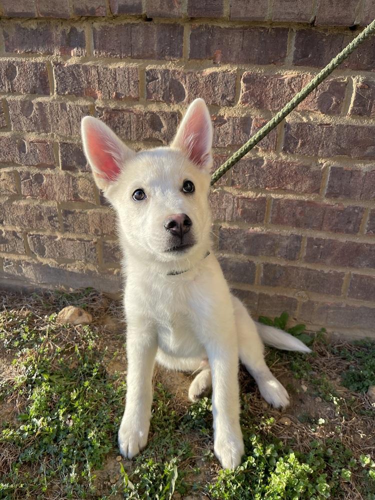 Gronk, Adopted, Puppy Male Husky.