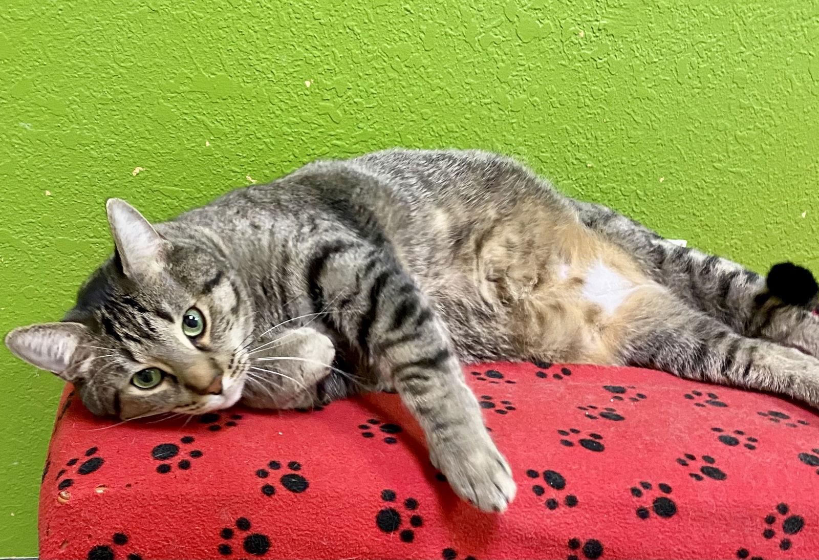 Enlarge Sparkie, a Adopted mixed breed in Fargo, ND image 1/3