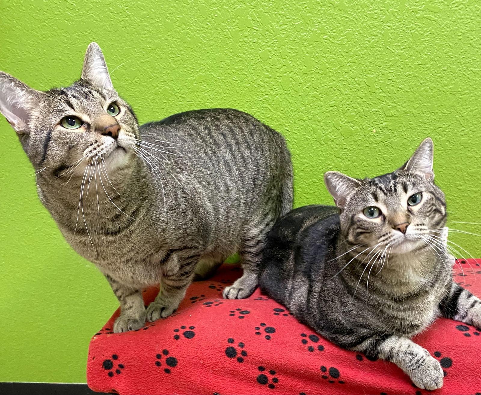 Enlarge Sparkie, a Adopted mixed breed in Fargo, ND image 3/3