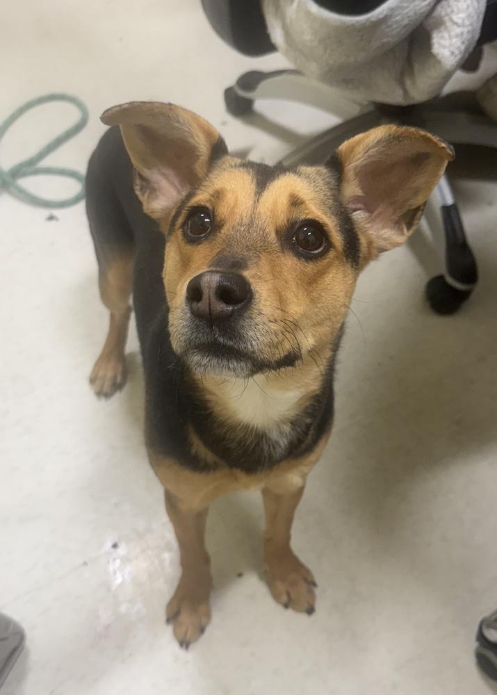 Enlarge Opal, a Adoptable mixed breed in Greenbelt, MD image 1/4