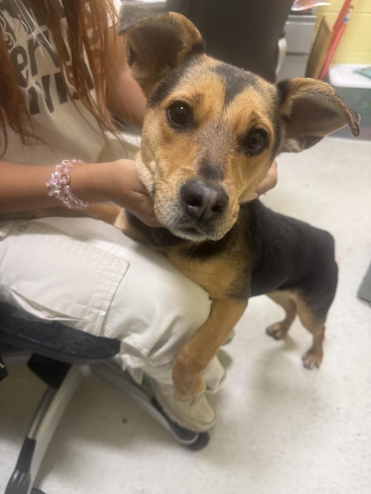 Enlarge Opal, a Adoptable mixed breed in Greenbelt, MD image 2/4