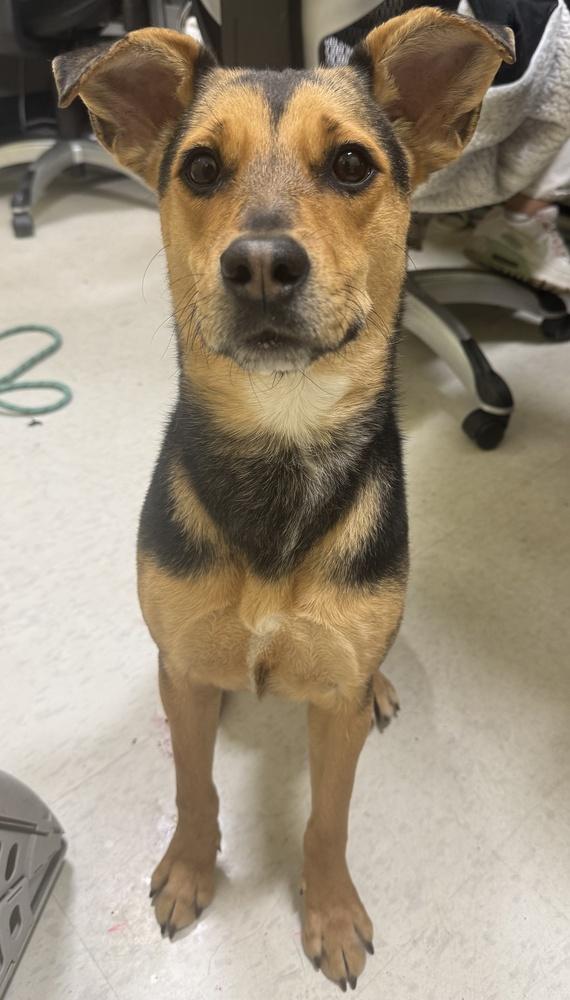 Enlarge Opal, a Adoptable mixed breed in Greenbelt, MD image 4/4