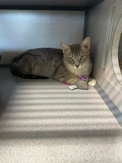 Tootsie, Adoptable, Adult Female Domestic Short Hair & Domestic Short Hair.