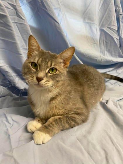 Tootsie, Adoptable, Adult Female Domestic Short Hair & Domestic Short Hair.