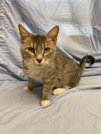 Enlarge Tootsie, a Adoptable mixed breed in McCook, NE image 2/3