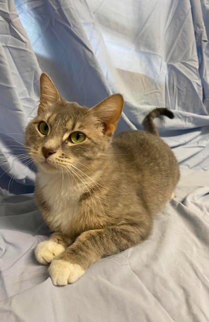 Enlarge Tootsie, a Adoptable mixed breed in McCook, NE image 3/3