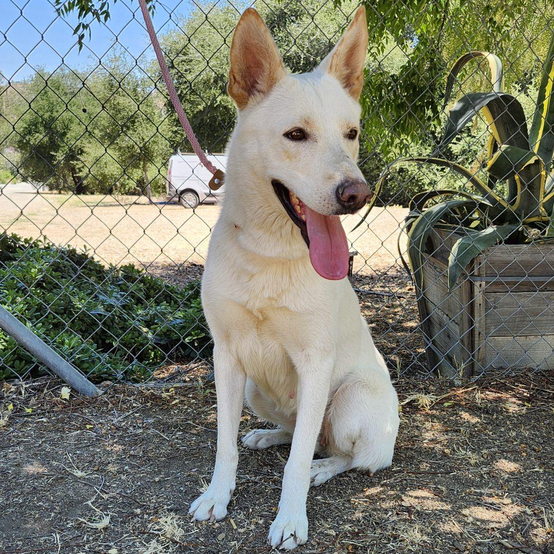 Enlarge Chrysanthemum, a Adoptable mixed breed in Burbank, CA image 1/6