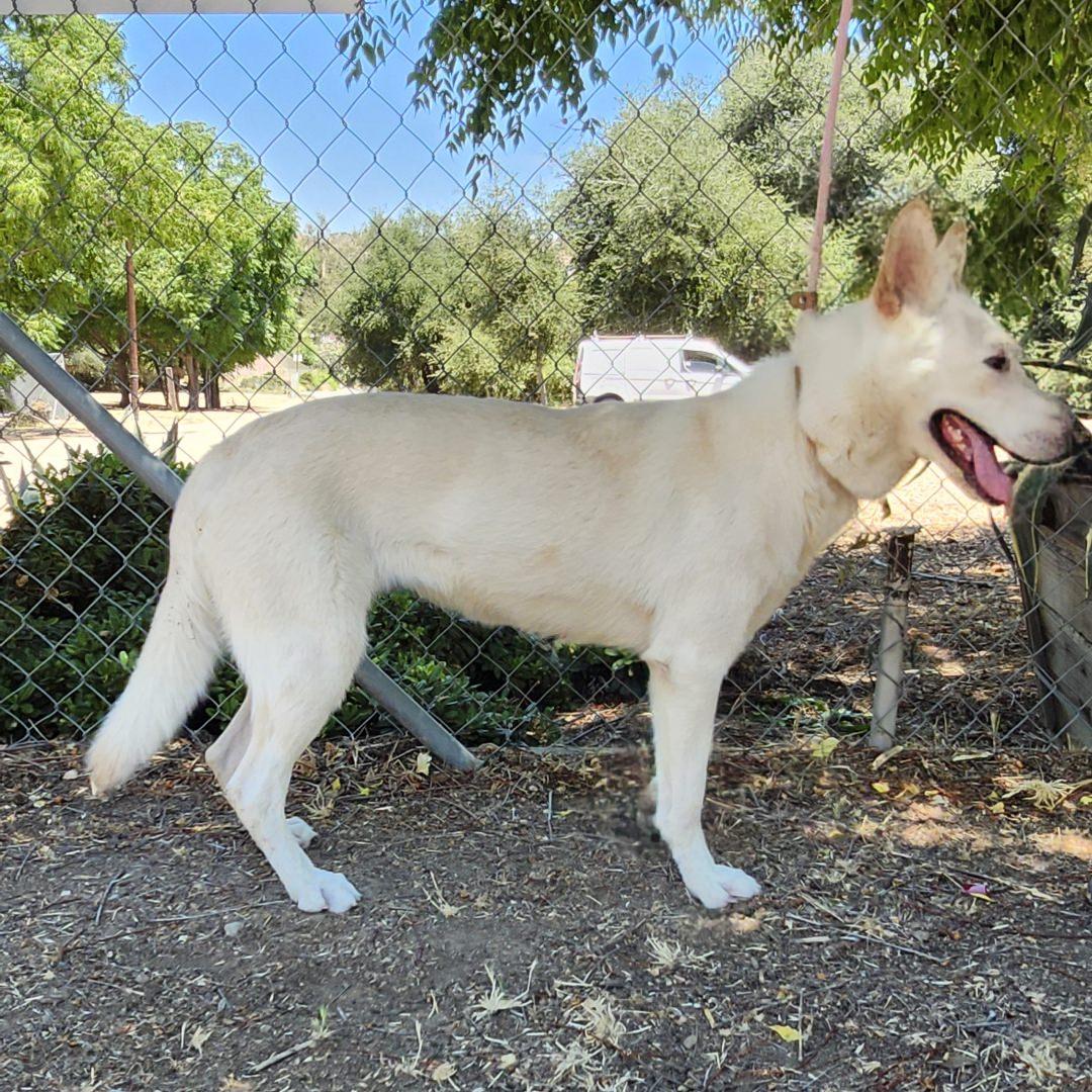 Enlarge Chrysanthemum, a Adoptable mixed breed in Burbank, CA image 2/6