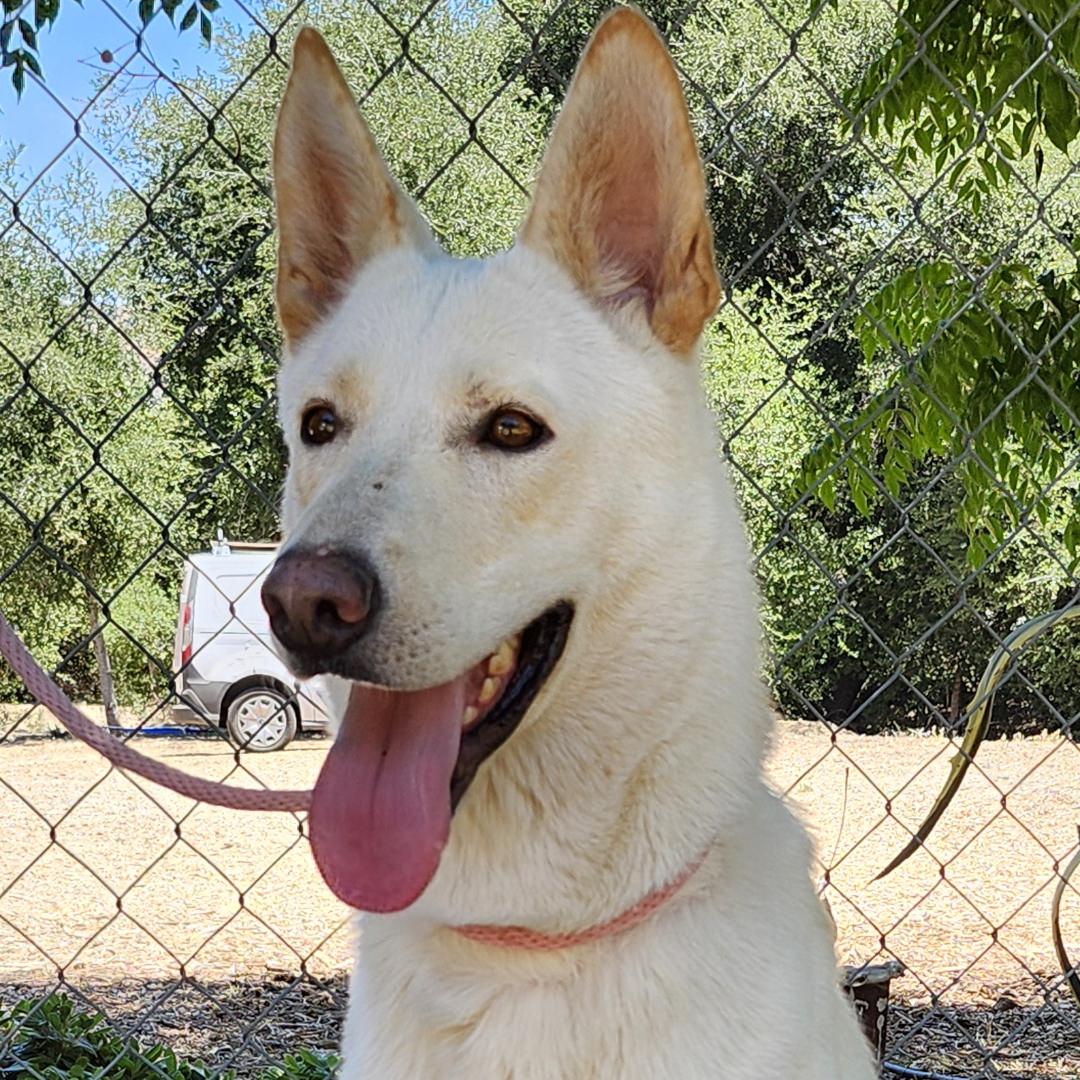 Enlarge Chrysanthemum, a Adoptable mixed breed in Burbank, CA image 3/6