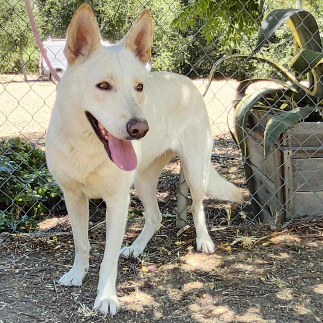 Enlarge Chrysanthemum, a Adoptable mixed breed in Burbank, CA image 4/6