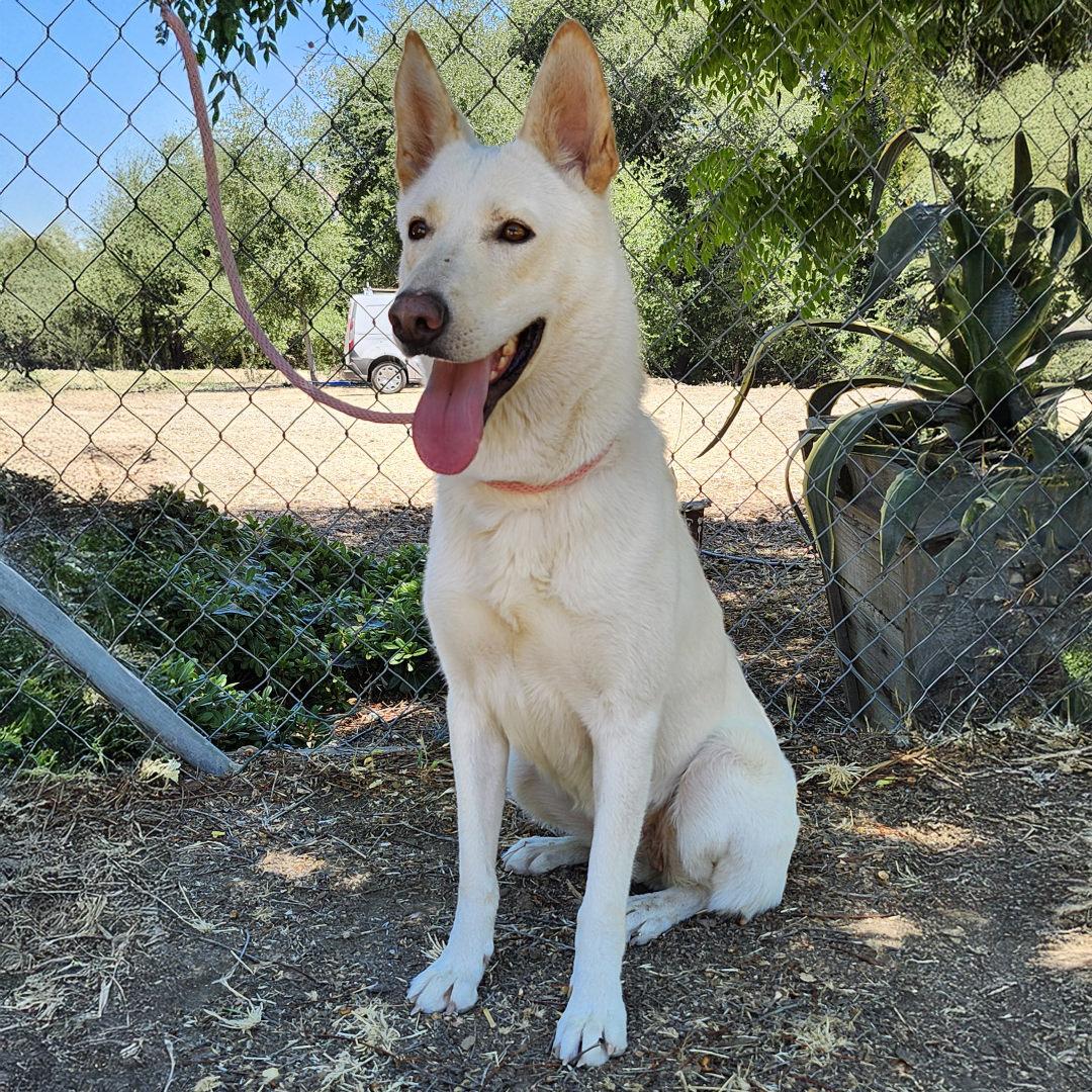 Chrysanthemum, Adoptable, Adult Female German Shepherd Dog & Husky.