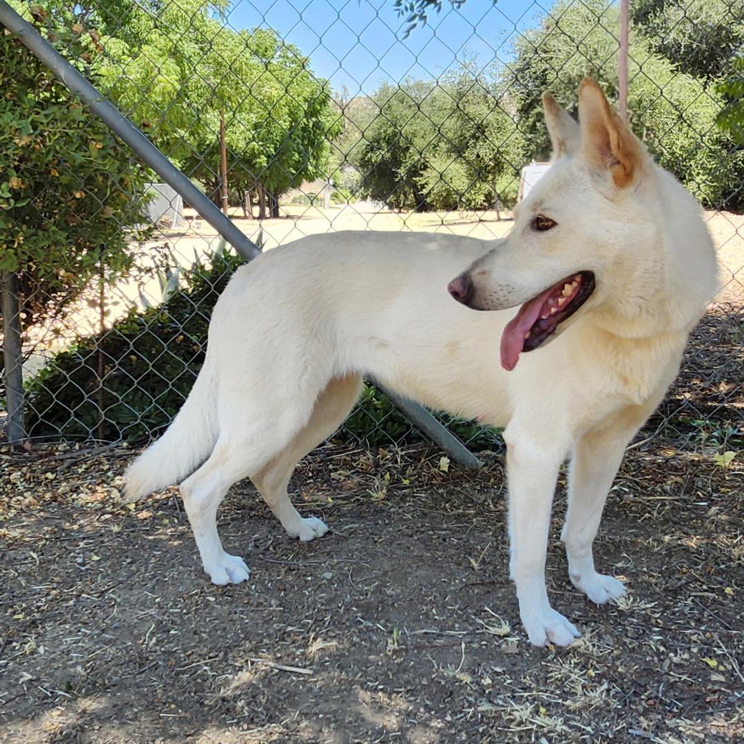 Enlarge Chrysanthemum, a Adoptable mixed breed in Burbank, CA image 6/6