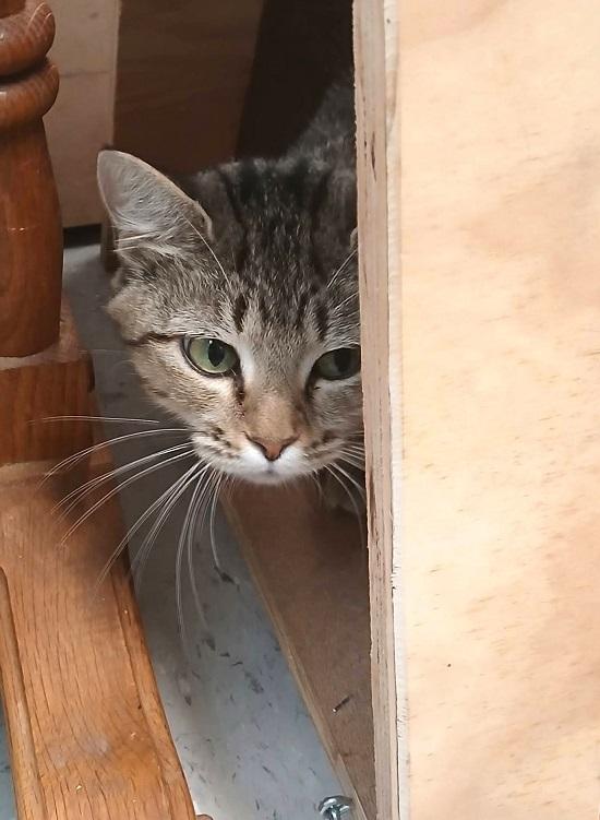 Enlarge ORLA, an adopted Domestic Short Hair in Pegram, TN image 1/1