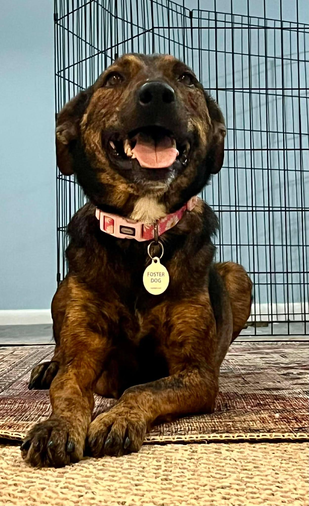 Enlarge Susie, a ADOPTABLE Mixed Breed in Rochester , NY image 2/4